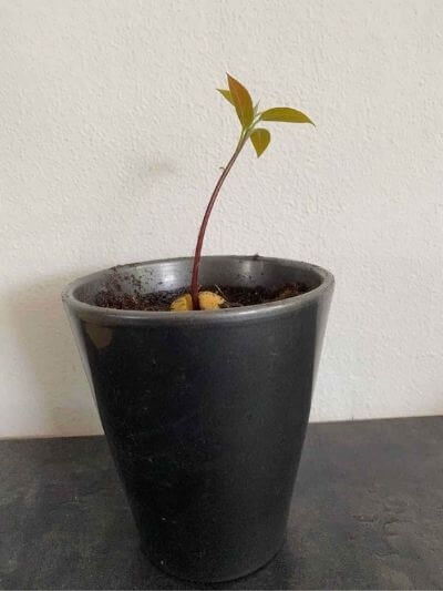 After two months the avocado seed could be planted