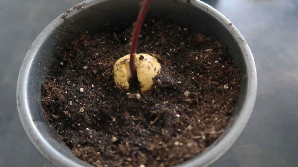 avocado tree planting